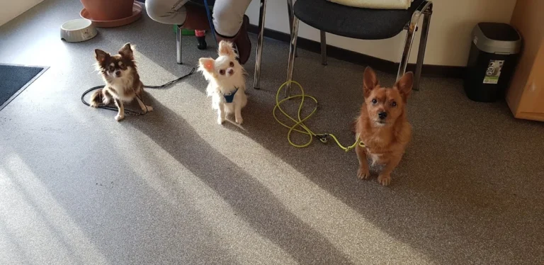 Tierarztpraxis Dr. Lesser