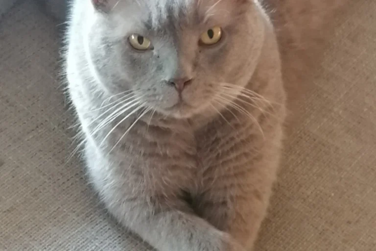 Tierarztpraxis Dr. Lesser