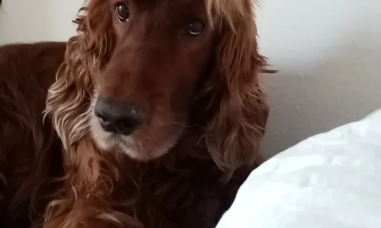 Tierarztpraxis Dr. med. vet. Karl-Heinz Nowak