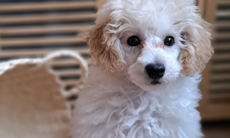 Tierarztpraxis - Dr. med. vet. Katja Stolzenberg