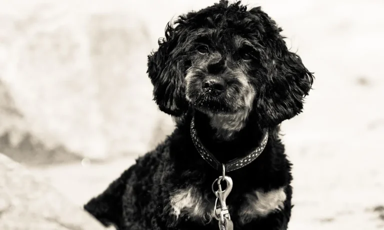 Tierarztpraxis - Dr. med. vet. Katja Stolzenberg