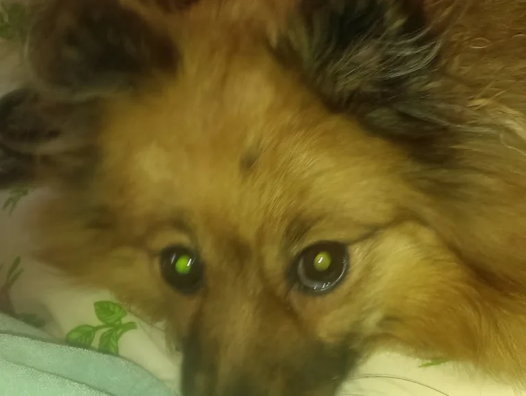 Tierarztpraxis - Dr. med. vet. Katja Stolzenberg