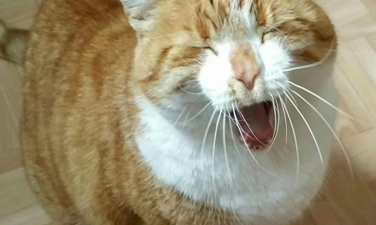 Tierarztpraxis Dr.med.vet. Nicola Rückert