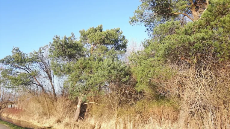 Tierarztpraxis Dr.med.vet. Nicola Rückert