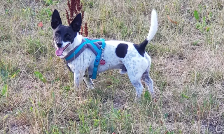 Tierarztpraxis Dr.med.vet. Nicola Rückert