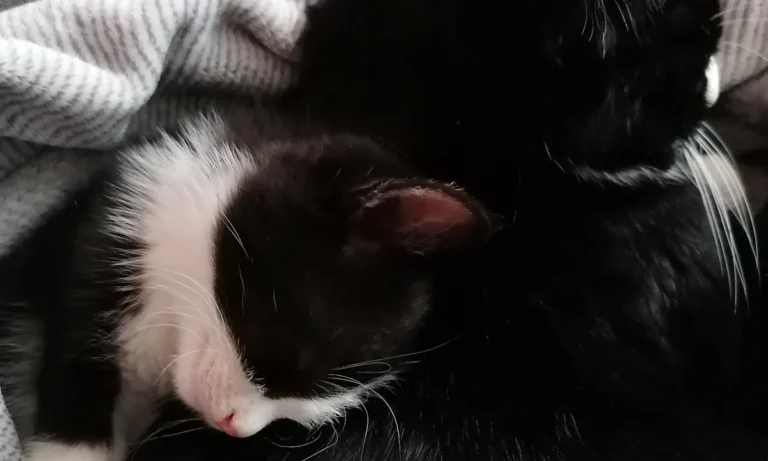 Tierarztpraxis Dr.med.vet. Nicola Rückert