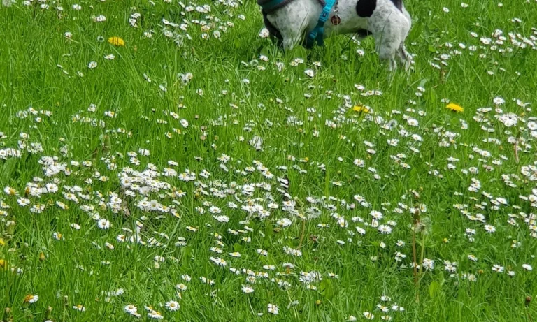 Tierarztpraxis Dr.med.vet. Nicola Rückert