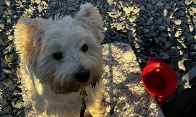 Tierarztpraxis Dr. med. vet. Ralph Kobera