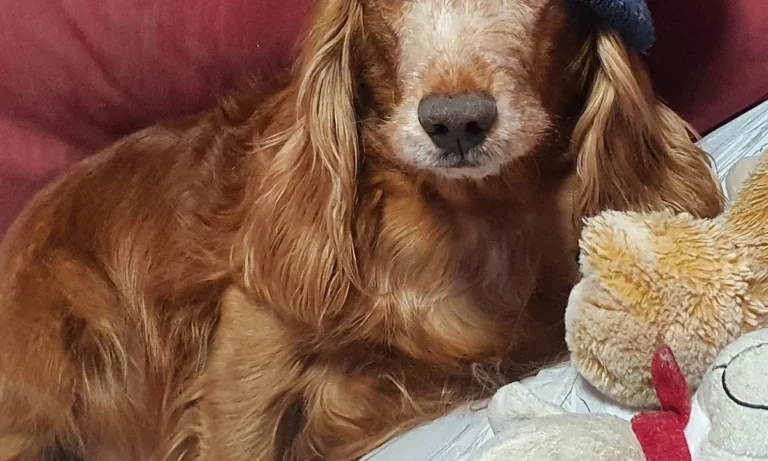 Tierarztpraxis Dr. med. vet. Ralph Kobera