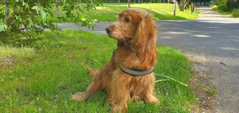 Tierarztpraxis Dr. med. vet. Ralph Kobera