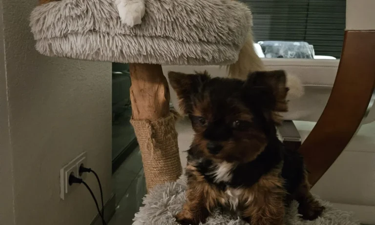 Tierarztpraxis Dr. med. vet. Ralph Kobera