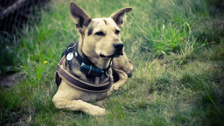 Tierarztpraxis Dr. med. vet. Ralph Kobera