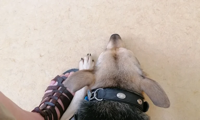 Tierarztpraxis Dr. med. vet. Ralph Kobera