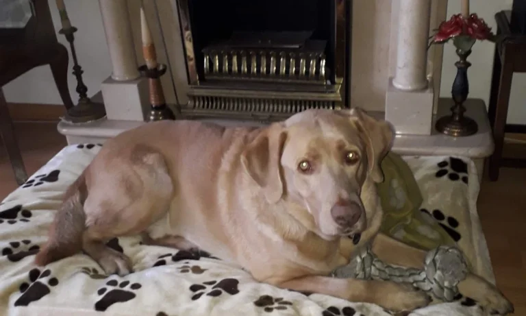 Tierarztpraxis Dr. med. vet. Ralph Kobera