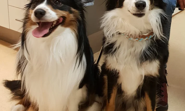 Tierarztpraxis Dr. Möhrke Dr. Rösch