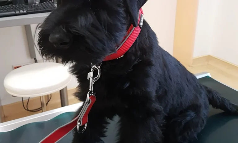 Tierarztpraxis Dr. Möhrke Dr. Rösch