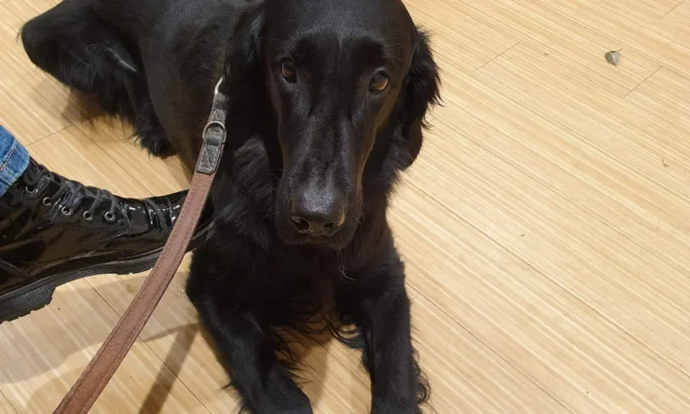 Tierarztpraxis Dr. Möhrke Dr. Rösch