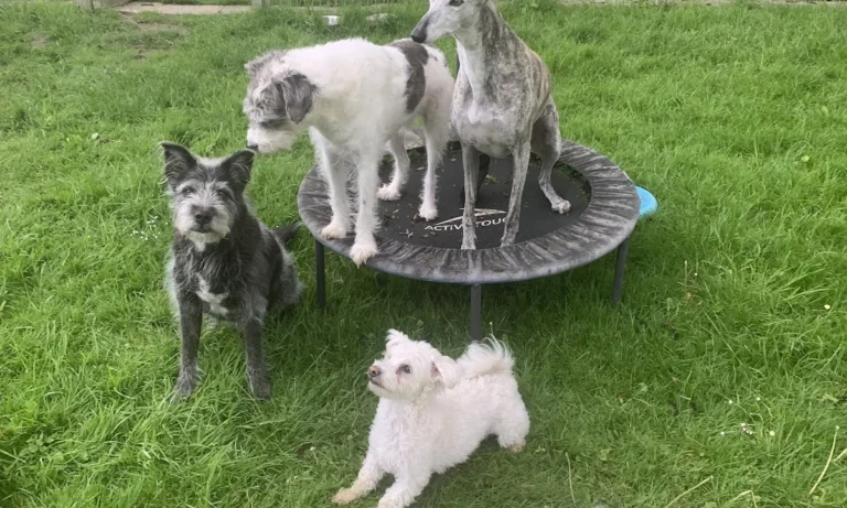 Tierarztpraxis Dr. Most