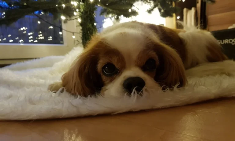 Tierarztpraxis Dr. Most