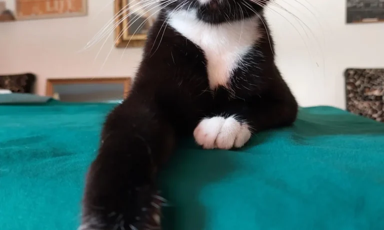 Tierarztpraxis Dr. Most