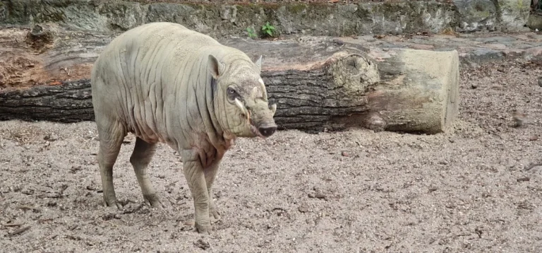 Tierarztpraxis Dr.Niels Mensing