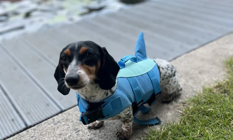 Tierarztpraxis Dr. Peter Vogel