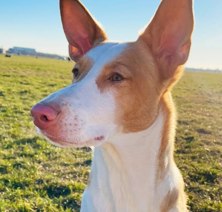 Tierarztpraxis Dr. Peter Vogel