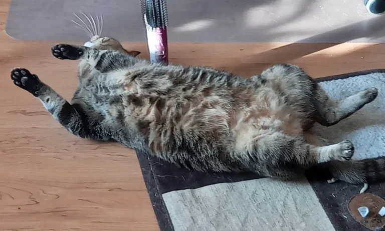 Tierarztpraxis Dr. Peter Vogel