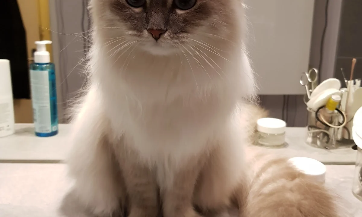 Tierarzt Tierarztpraxis Dr. Peter Vogel Berlin