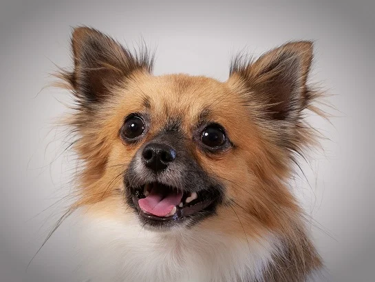 Tierarztpraxis Dr. Riedel