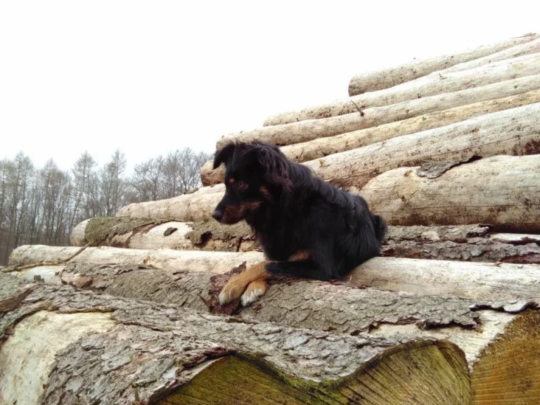 Tierarztpraxis Dr. Riedel