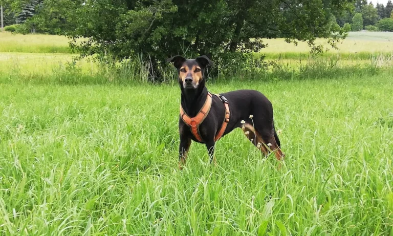 Tierarztpraxis Dr. Riedel