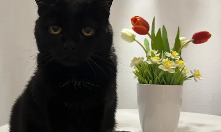 Tierarztpraxis Dr. Riedel