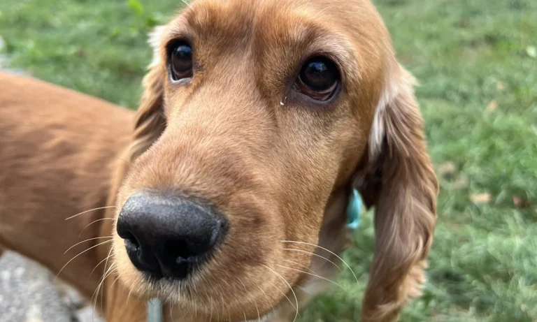 Tierarztpraxis Dr. Riedel