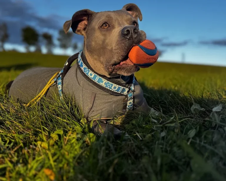 Tierarztpraxis Dr. Riedel