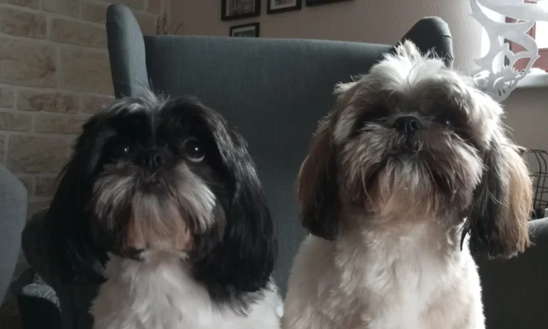 Tierarztpraxis Dr. Riedel