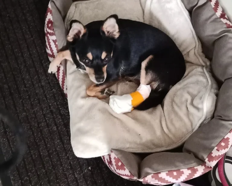 Tierarztpraxis Dr. Riedel