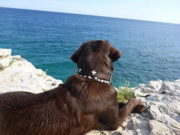 Tierarztpraxis Dr. Riedel