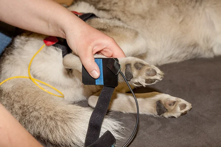 Tierarztpraxis Dr. Schwarz Deutsches Dorf 47, 14776 Brandenburg