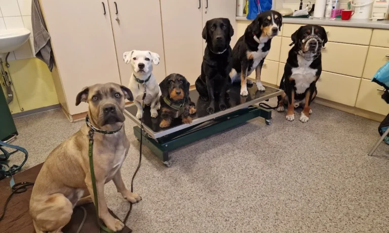 Tierarztpraxis Dr. Schwarz Deutsches Dorf 47, 14776 Brandenburg