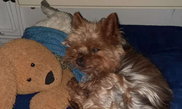 Tierarztpraxis Dr. Schwarz Deutsches Dorf 47, 14776 Brandenburg