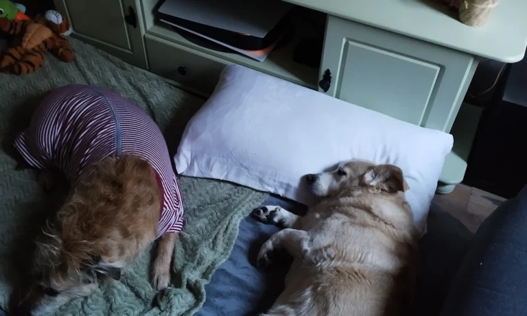 Tierarztpraxis Dr. Schwarz Deutsches Dorf 47, 14776 Brandenburg