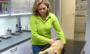 Tierarztpraxis Dr. Silke Andrews Osnabrück