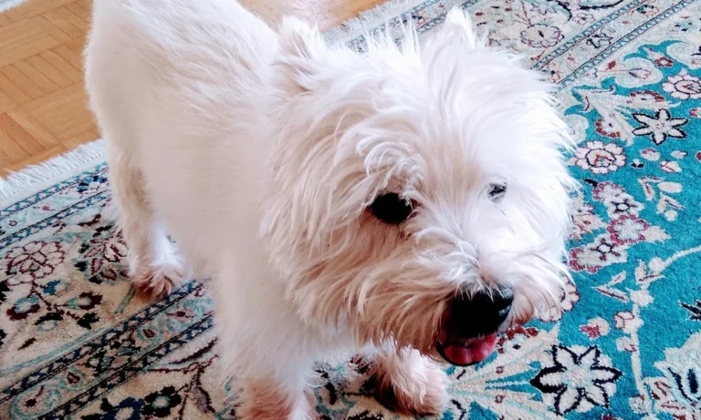 Tierarztpraxis Dr. Ulrike Behrendt