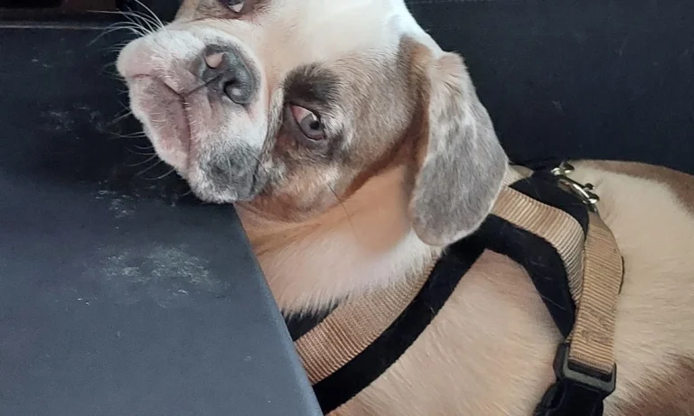 Tierarztpraxis Dr. Ulrike Behrendt