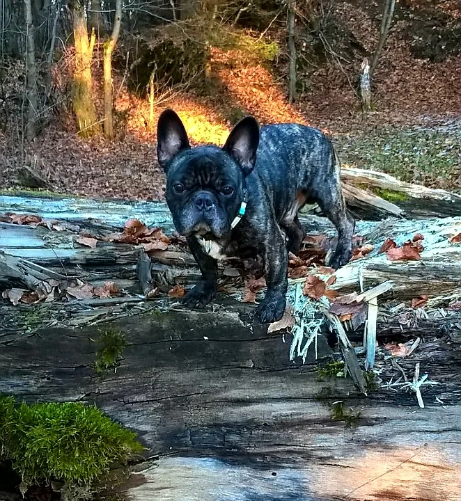 Tierarztpraxis Dr. Ulrike Behrendt