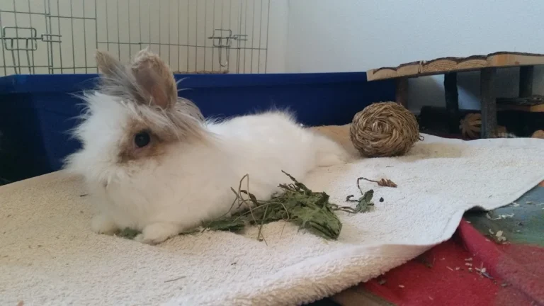 Tierarztpraxis Dr. Ulrike Behrendt