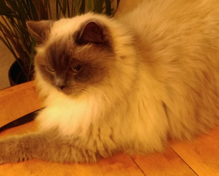 Tierarztpraxis Dr. Ulrike Behrendt