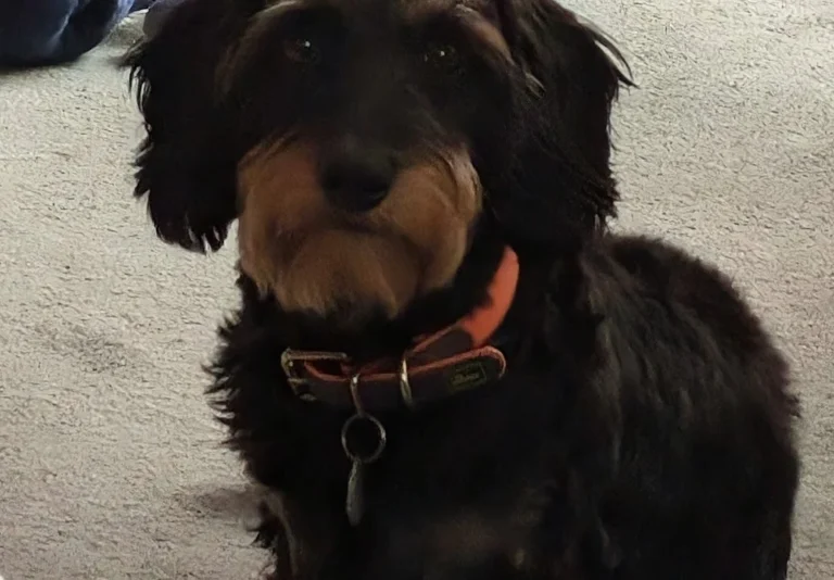 Tierarztpraxis Dr. Ulrike Behrendt