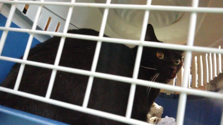 Tierarztpraxis Dr. Ulrike Behrendt